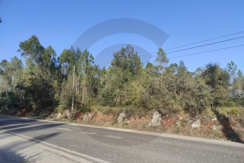 Terra a Fatima, Santarem, Fatima - € 15.000 | Ref: C0269-01647 - foto 2