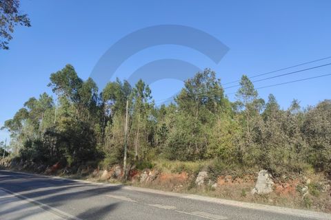 Terra a Fatima, Santarem, Fatima - € 15.000 | Ref: C0269-01647 - foto 4