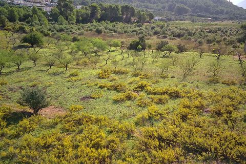 Terra a Murla, Alicante, Murla - € 100.000 | Ref: 001355 - foto 4