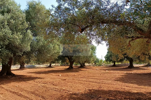 Helårsgrund i Carovigno, Brindisi, Carovigno - € 90.000 | Ref: tr 12 LAND - foto 2