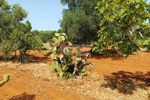 Helårsgrund i Carovigno, Brindisi, Carovigno - € 90.000 | Ref: tr 12 LAND - foto 4