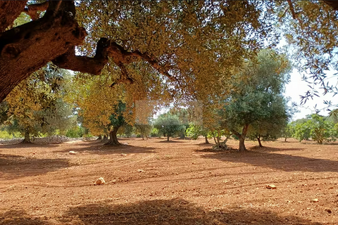 Helårsgrund i Carovigno, Brindisi, Carovigno - € 90.000 | Ref: tr 12 LAND - foto 3