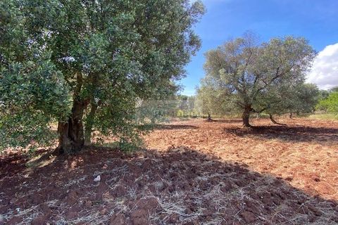 Helårsgrund i Carovigno, Brindisi, Carovigno - € 90.000 | Ref: TR42 LAND - foto 4