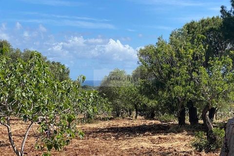 Helårsgrund i Carovigno, Brindisi, Carovigno - € 90.000 | Ref: TR42 LAND - foto 3