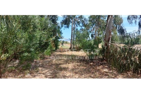 Helårsgrund i Monchique, Faro, Monchique - € 80.000 | Ref: 9128 - foto 3