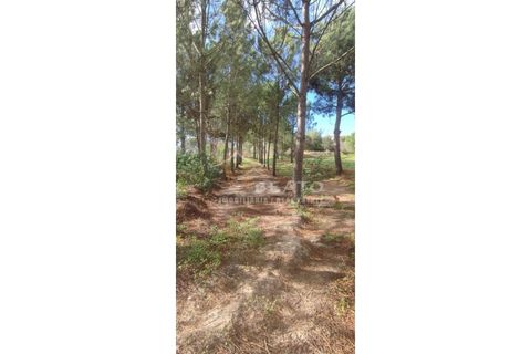 Helårsgrund i Monchique, Faro, Monchique - € 80.000 | Ref: 9128 - foto 8