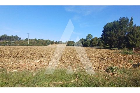 Helårsgrund i Agueda, Aveiro, Agueda - € 385.000 | Ref: 1020952/23 FR - foto 2