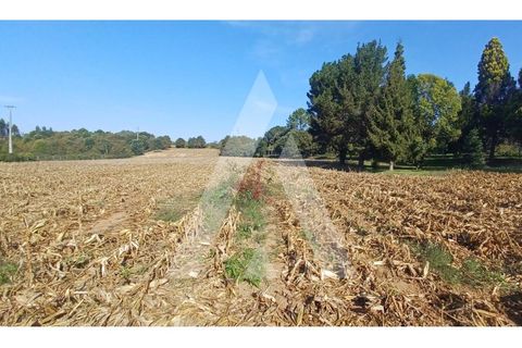 Helårsgrund i Agueda, Aveiro, Agueda - € 385.000 | Ref: 1020952/23 FR - foto 4