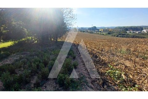 Helårsgrund i Agueda, Aveiro, Agueda - € 385.000 | Ref: 1020952/23 FR - foto 8