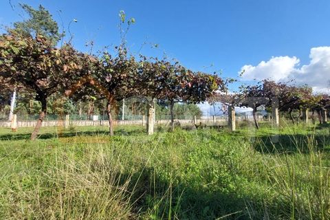 Helårsgrund i Moncao, Viana do Castelo, Moncao - € 50.000 | Ref: SAFTI:004049 - foto 3