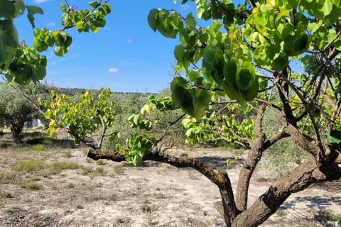 Helårsgrund i Ontinyent, Valencia, Ontinyent - € 35.000 | Ref: LOSDH3422 - foto 19