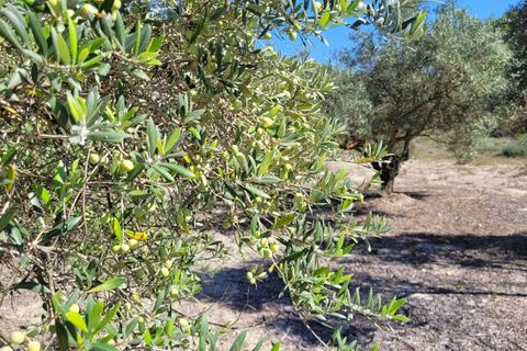 Helårsgrund i Ontinyent, Valencia, Ontinyent - € 35.000 | Ref: LOSDH3422 - foto 18