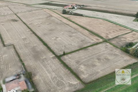 Terra a Barbona, Padua, Barbona - € 350.000 | Ref: T210 - foto 2