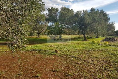 Tomt i Carovigno, Brindisi, Carovigno - € 87 000 | Ref: ter11  LAND - foto 5