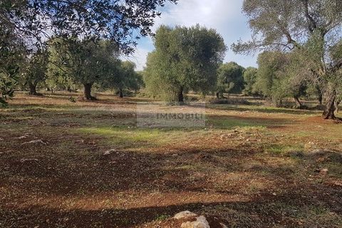 Tomt i Carovigno, Brindisi, Carovigno - € 87 000 | Ref: ter11  LAND - foto 7