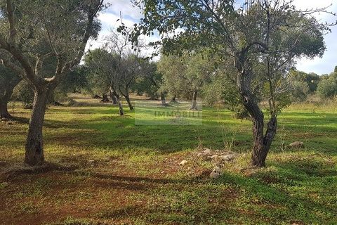 Tomt i Carovigno, Brindisi, Carovigno - € 87 000 | Ref: ter11  LAND - foto 3