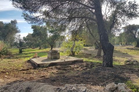 Tomt i Carovigno, Brindisi, Carovigno - € 87 000 | Ref: ter11  LAND - foto 19