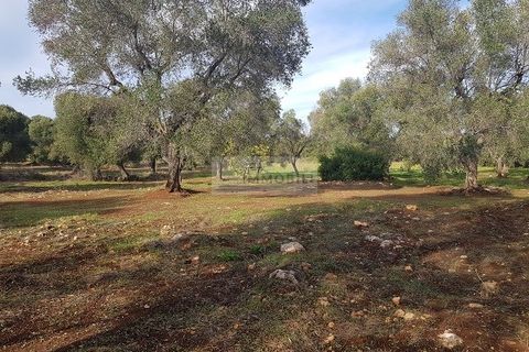 Tomt i Carovigno, Brindisi, Carovigno - € 87 000 | Ref: ter11  LAND - foto 8
