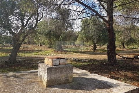 Tomt i Carovigno, Brindisi, Carovigno - € 87 000 | Ref: ter11  LAND - foto 20