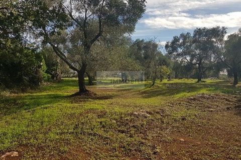 Tomt i Carovigno, Brindisi, Carovigno - € 87 000 | Ref: ter11  LAND - foto 21
