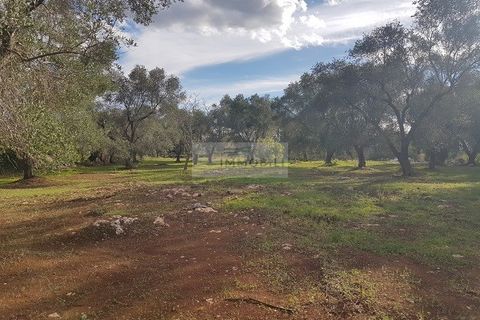Tomt i Carovigno, Brindisi, Carovigno - € 87 000 | Ref: ter11  LAND - foto 6