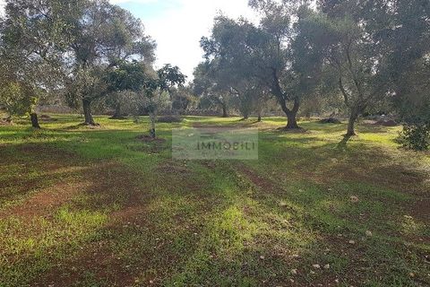 Tomt i Carovigno, Brindisi, Carovigno - € 87 000 | Ref: ter11  LAND - foto 4