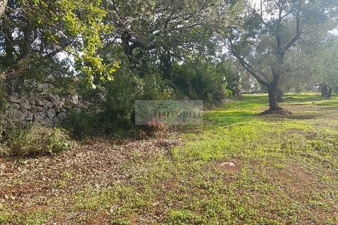 Tomt i Carovigno, Brindisi, Carovigno - € 87 000 | Ref: ter11  LAND - foto 12