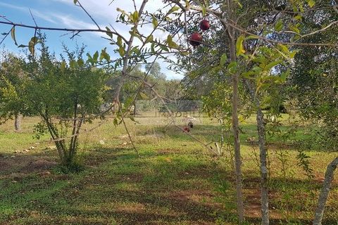 Tomt i Carovigno, Brindisi, Carovigno - € 87 000 | Ref: ter11  LAND - foto 2