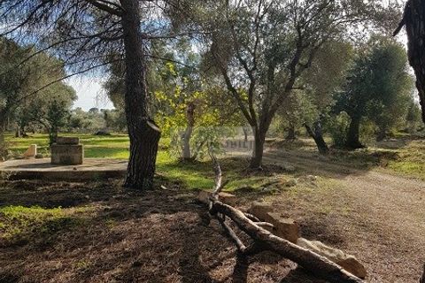 Tomt i Carovigno, Brindisi, Carovigno - € 87 000 | Ref: ter11  LAND - foto 18