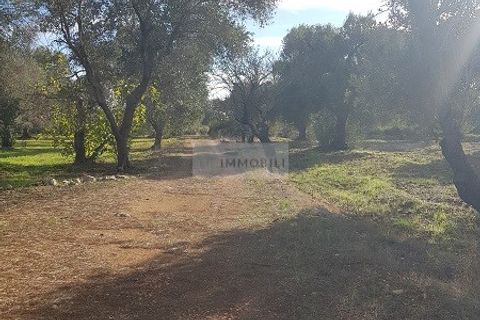 Tomt i Carovigno, Brindisi, Carovigno - € 87 000 | Ref: ter11  LAND - foto 17