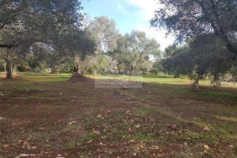 Tomt i Carovigno, Brindisi, Carovigno - € 87 000 | Ref: ter11  LAND - foto 9