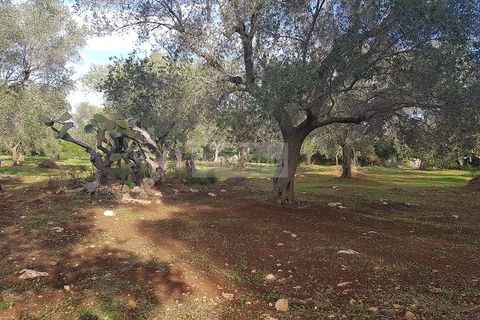 Tomt i Carovigno, Brindisi, Carovigno - € 87 000 | Ref: ter11  LAND - foto 10