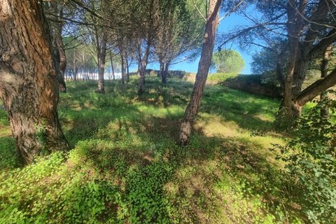 Terra a Constancia, Santarem, Constancia - € 10.000 | Ref: 23-IV-0107 - foto 2