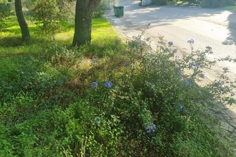 Terra a Constancia, Santarem, Constancia - € 10.000 | Ref: 23-IV-0107 - foto 12