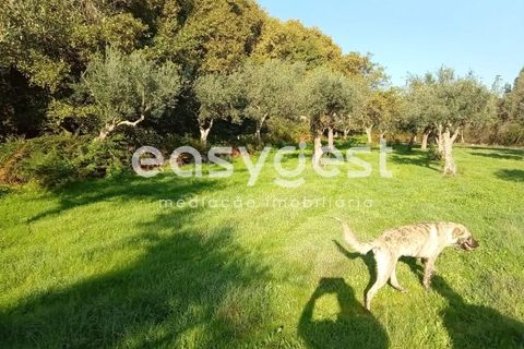 Helårsgrund i Castelo Branco, Castelo Branco, Castelo Branco - € 135.000 | Ref: CB93891MA - foto 35