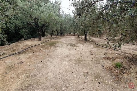 Terra a Pinar, Granada, Pinar - € 63.000 | Ref: L649 - foto 4