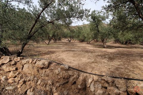 Terra a Pinar, Granada, Pinar - € 63.000 | Ref: L649 - foto 15