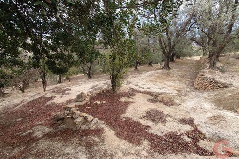 Terra a Pinar, Granada, Pinar - € 63.000 | Ref: L650 - foto 2