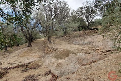 Terra a Pinar, Granada, Pinar - € 63.000 | Ref: L650 - foto 3