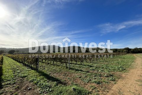 Landejendom i Capalbio, Grosseto, Capalbio - € 350.000 | Ref: D-VALMARINAp - foto 3