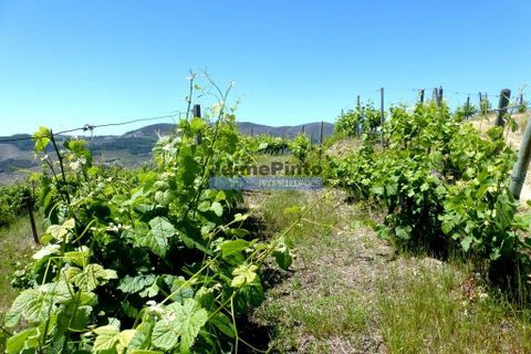 Terra a Alijo, Vila Real, Alijo - € 1.350.000 | Ref: 9414_Q - foto 2