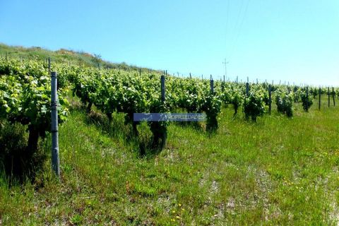Terra a Alijo, Vila Real, Alijo - € 1.350.000 | Ref: 9414_Q - foto 3