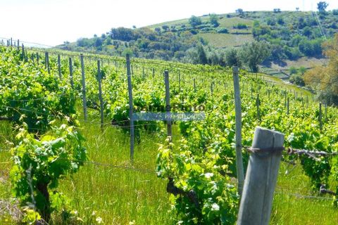 Terra a Alijo, Vila Real, Alijo - € 1.350.000 | Ref: 9414_Q - foto 5