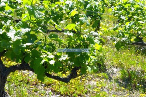 Terra a Alijo, Vila Real, Alijo - € 1.350.000 | Ref: 9414_Q - foto 6
