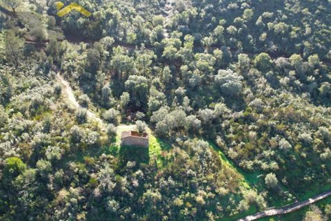 Helårsgrund i Arez e Amieira do Tejo, Portalegre, Arez e Amieira do Tejo - € 150.000 | Ref: 4571 - foto 4