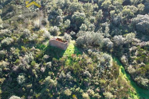Helårsgrund i Arez e Amieira do Tejo, Portalegre, Arez e Amieira do Tejo - € 150.000 | Ref: 4571 - foto 7