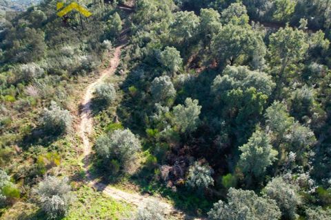 Helårsgrund i Arez e Amieira do Tejo, Portalegre, Arez e Amieira do Tejo - € 150.000 | Ref: 4571 - foto 11