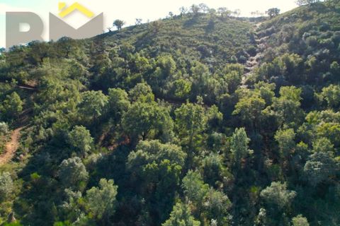 Helårsgrund i Arez e Amieira do Tejo, Portalegre, Arez e Amieira do Tejo - € 150.000 | Ref: 4571 - foto 12