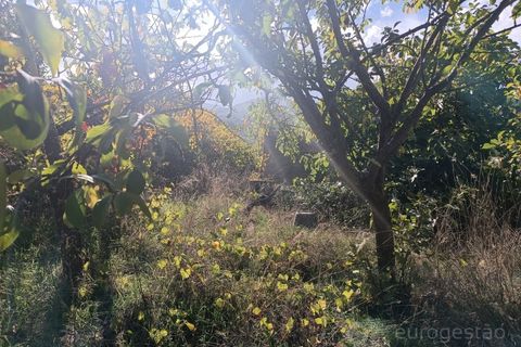 Landejendom i Tarouca, Viseu, Tarouca - € 55.000 | Ref: LMG_3759 - N - foto 6