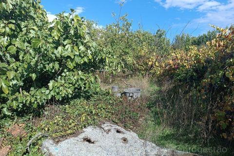 Landejendom i Tarouca, Viseu, Tarouca - € 55.000 | Ref: LMG_3759 - N - foto 11